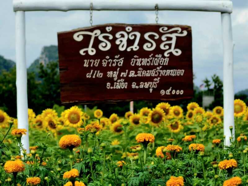 ลพบุรี – เหลืองอร่ามบานสะพรั่งกลางหุบเขาทานตะวันปลายฝนต้นหนาวที่ไร่จำรัส