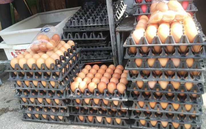 พิษน้ำท่วม! ไข่ไก่ปรับราคาขึ้นแผงละ 6-10 บาท เบอร์ 0 แตะ 140 บาท ซ้ำขาดตลาดหนัก ร้านค้าเผยขาดส่ง 2-3 วัน