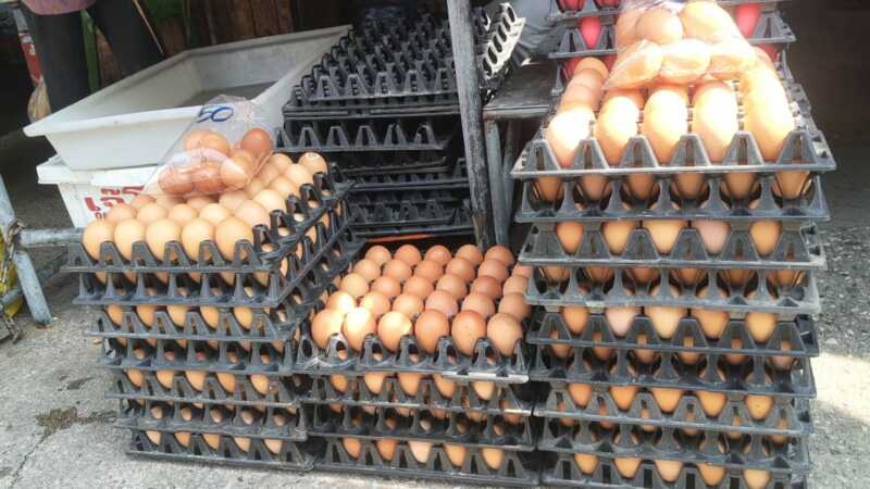 พิษน้ำท่วม! ไข่ไก่ปรับราคาขึ้นแผงละ 6-10 บาท เบอร์ 0 แตะ 140 บาท ซ้ำขาดตลาดหนัก ร้านค้าเผยขาดส่ง 2-3 วัน